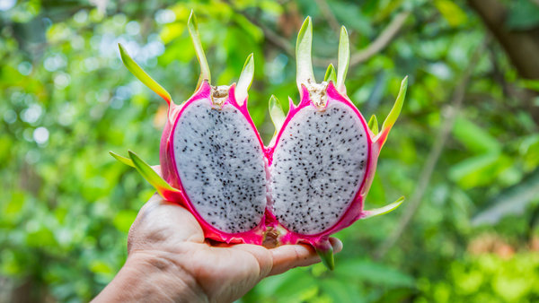 Uses and Culinary Applications of Dragon fruit