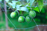 Mönchsfruchtsamen - Luo Han Guo Seeds | Siraitia grosvenorii 