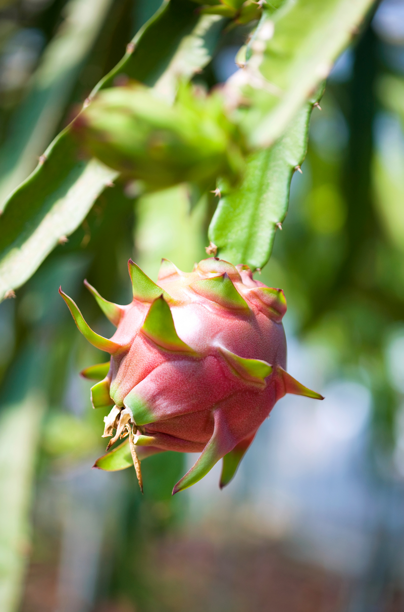 Unleash your inner gardener and cultivate the stunning dragon fruit with our premium seeds. Shop now and add a touch of the exotic to your backyard oasis! #DragonFruitSeeds #TropicalGardening #ExoticFruit #OnlineShop