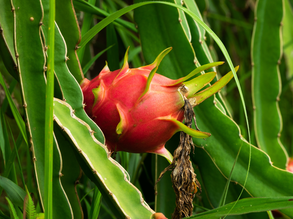 Create a tropical paradise in your garden with our premium dragon fruit seeds. Shop now and grow your own exotic fruit at home! #DragonFruitSeeds #TropicalGardening #ExoticFruit #OnlineShop