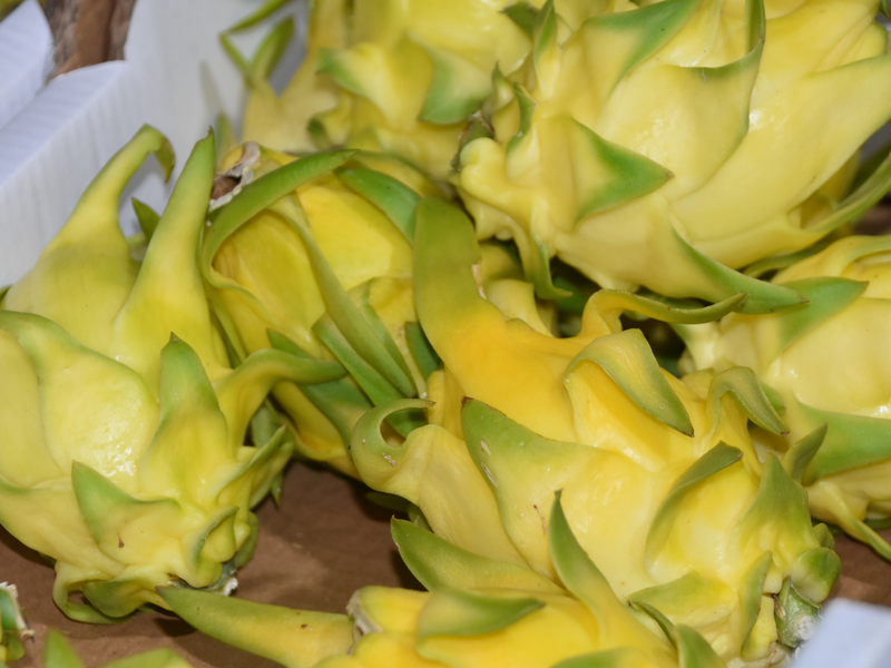 Get Fresh and Top-Quality Yellow Pitaya Seeds for Your Garden - Buy Now