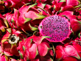 Get ready to enjoy the unique and delicious flavor of Red Dragon Fruit by growing your own with our fresh seeds