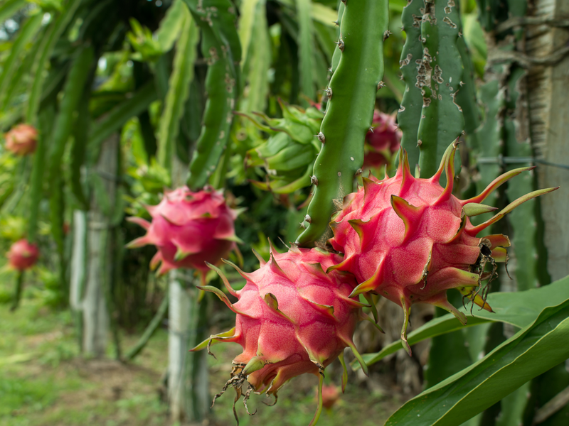 Grow your own stunning and delicious dragon fruit with our premium quality seeds. Shop now and add a taste of the tropics to your garden! #DragonFruitSeeds #ExoticFruit #TropicalGardening #OnlineShop