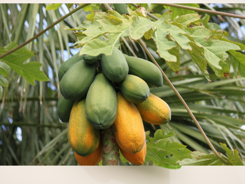 Fresh and Nutritious Red Lady Papaya Seeds for Growing Your Own Delicious Fruit - Order Now from Our Online Shop!