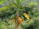 Premium Taiwan Red Lady Papaya Seeds for Growing Delicious and Nutritious Fruit - Shop Now for High-Quality Seeds!