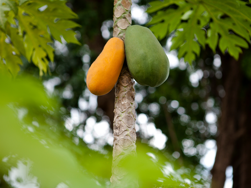 Red Lady Papaya Seeds for Delicious and Nutritious Homegrown Fruit - Shop Now and Start Growing Your Own Papayas!