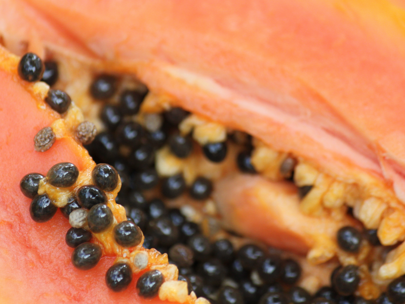 Fresh Organic Red Lady Papaya Seeds for Growing Delicious and Nutritious Fruit - Shop Now for High-Quality Seeds.