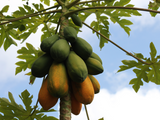High-Quality Red Lady Papaya Seeds for Fresh and Delicious Fruit - Shop Now and Start Growing Your Own Garden with Our Premium Seeds