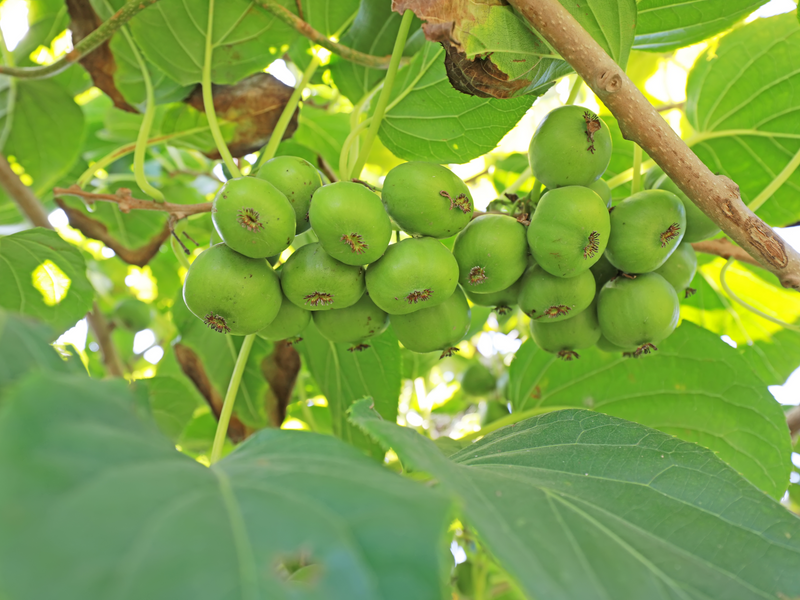 Add Some Excitement to Your Garden with Our High-Quality Mini Kiwi Berry Seeds (Actinidia arguta) - Order Now and Grow Your Own Sweet and Nutritious Harvest!