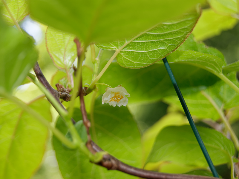 Experience the Delight of Growing Your Own Mini Kiwi Berries with Our Fresh and Premium Quality Seeds (Actinidia arguta) - Order Now from Our Online Shop!