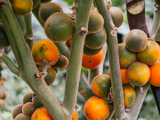 Savor the Exotic Flavor of Naranjilla Fruit with Our High-Quality Seeds - Solanum Quitoense - Order Now and Grow Your Own!