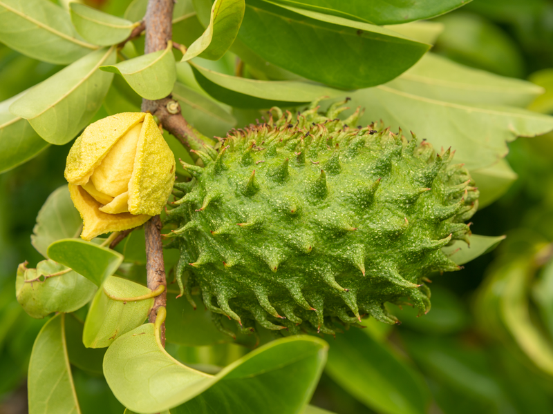 Get a taste of the tropics with our Guanabana Soursop seeds. Easy to grow and packed with flavor, buy now and add a touch of the exotic to your garden