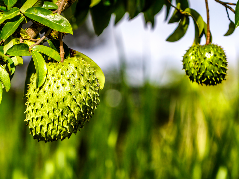Discover the taste of the tropics with Guanabana Soursop seeds. Order online and grow your own tree for fresh, juicy fruit. Fast shipping available