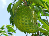 Experience the exotic taste of Guanabana Soursop with our premium quality seeds. Buy now and grow your own tree at home for a fresh and healthy treat.
