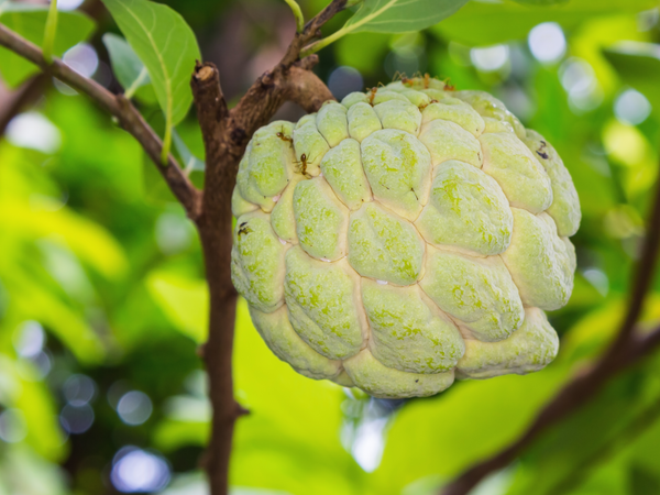 Order Annona Squamosa Seeds Online and Grow Your Own Custard Apple Tree - Fast Shipping Available. Experience the Sweet, Creamy Flavor at Home.