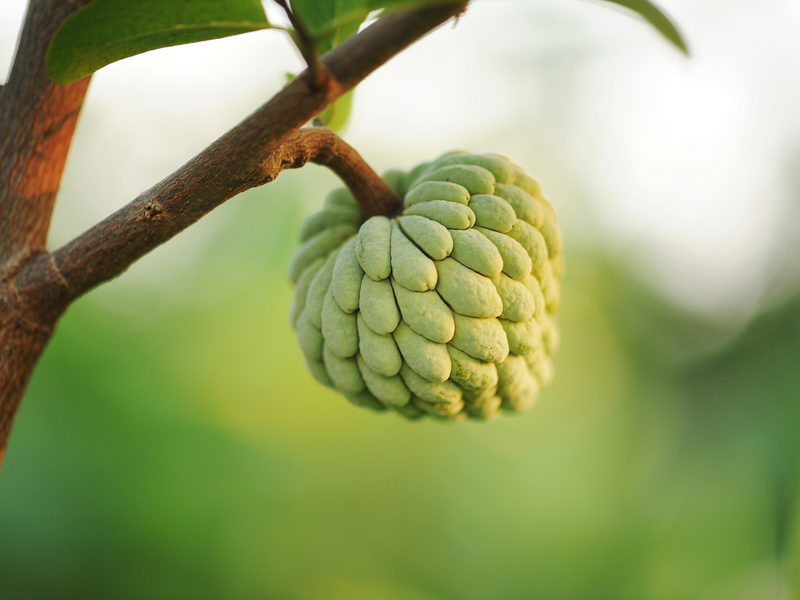 Experience the delicious taste of custard apple with our premium quality Annona Squamosa seeds. Buy now and grow your own tree at home for a fresh and healthy treat