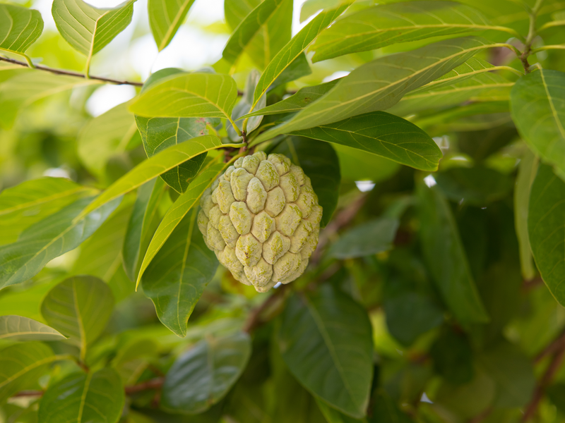 Transform Your Garden with Our Annona Squamosa Seeds - Buy Online and Grow Your Own Custard Apple Tree. Order Now for Fast Shipping and Sweet, Creamy Flavor!