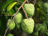 Buy Annona Squamosa Seeds Online and Grow Your Own Custard Apple Tree - Fast Shipping Available. 
